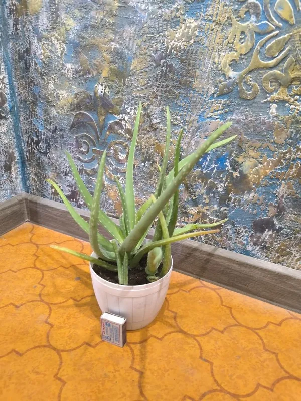 Aloe Vera. Алоэ Вера. Цветы для дома и офиса. — фото 2