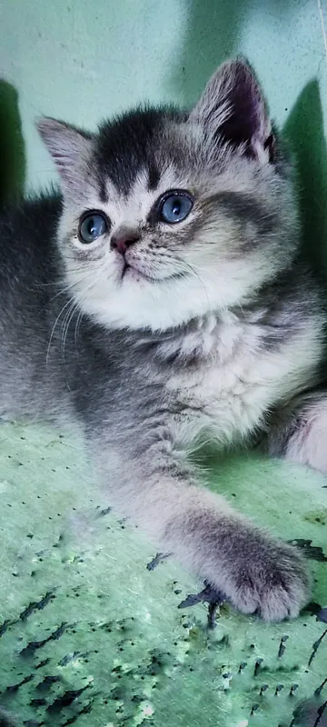 Породистые котята 3 Породистые котята 3
