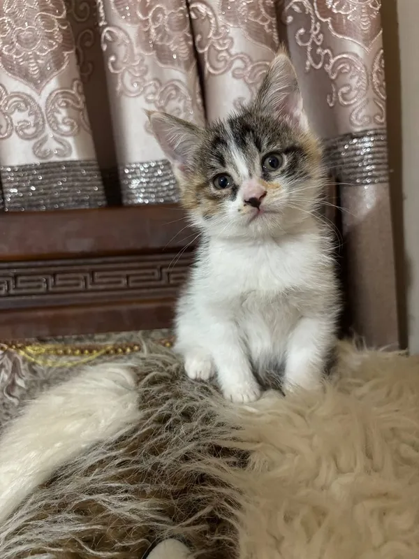 Отдам котят в хорошие руки котятам 2 месяца игривые и приучены к лотку — фото 1