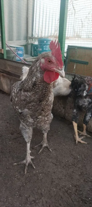 Xòrozlar sotiladi 2 Xòrozlar sotiladi 2