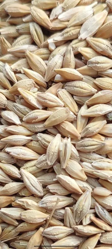 Qozogston Maxsulotlari 50 kg Alo sifatli% 5
