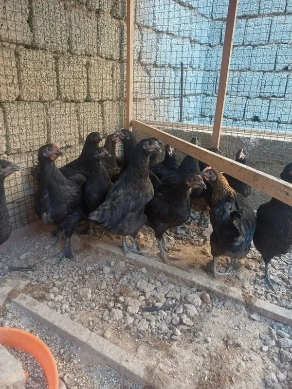 Кора шахзода жужалари сотилади. 5 Кора шахзода жужалари сотилади. 5