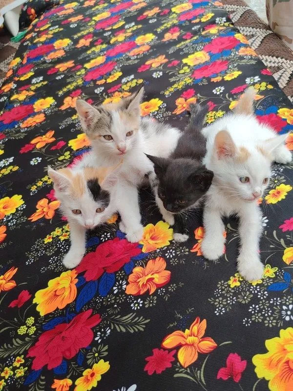 Продаются котята Продаются котята