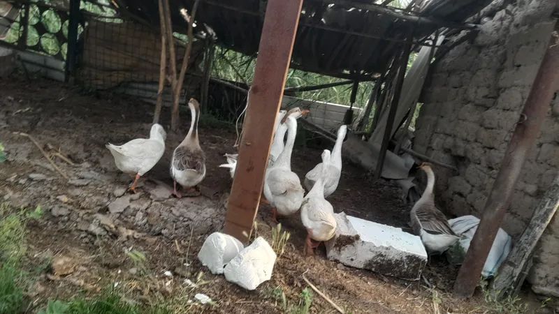 urgochi gozlar tuxum qiladi  8 dona 2 yillik — фото 1