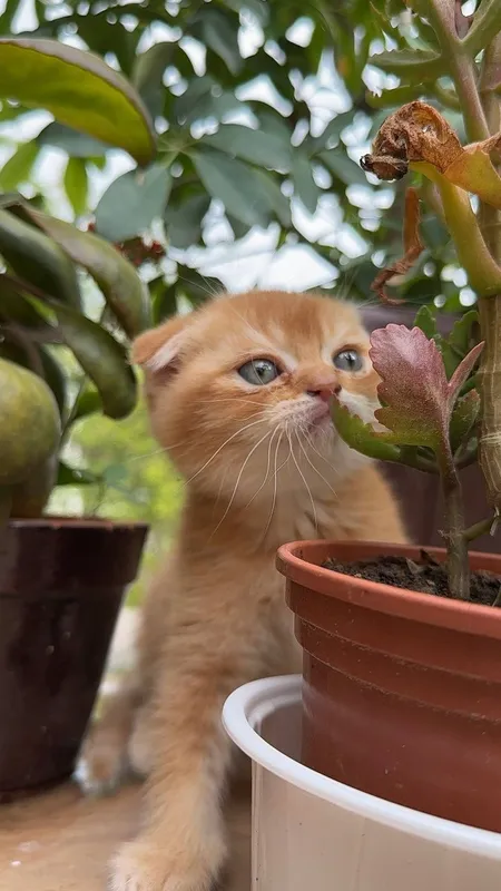 Scottish fold mushukcha sotiladi — фото 1