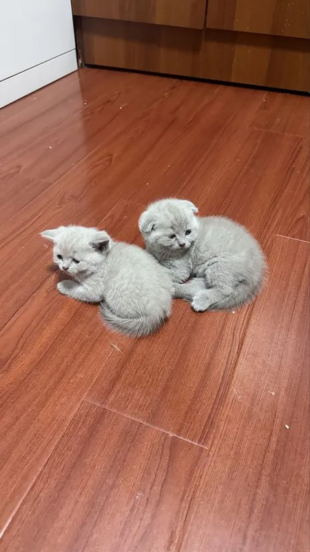 Котята лилового окраса шотладцы 4 Котята лилового окраса шотладцы 4
