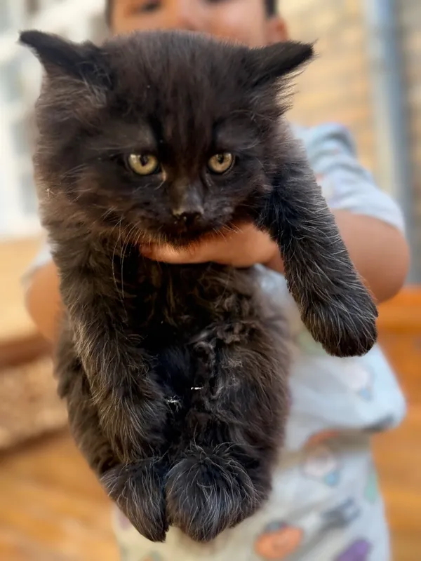 Отдам домашние котята — фото 4