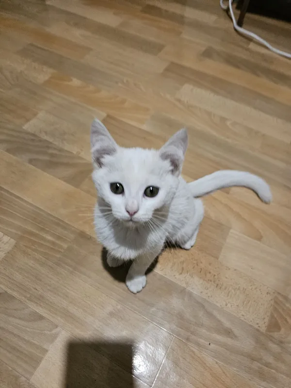 Бесплатно берём белая кошка 4 Бесплатно берём белая кошка 4