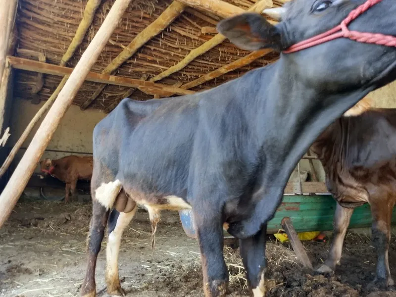 Sifat buqacha sotiladi. Sogʻlom. Yemga tayyor mol 6