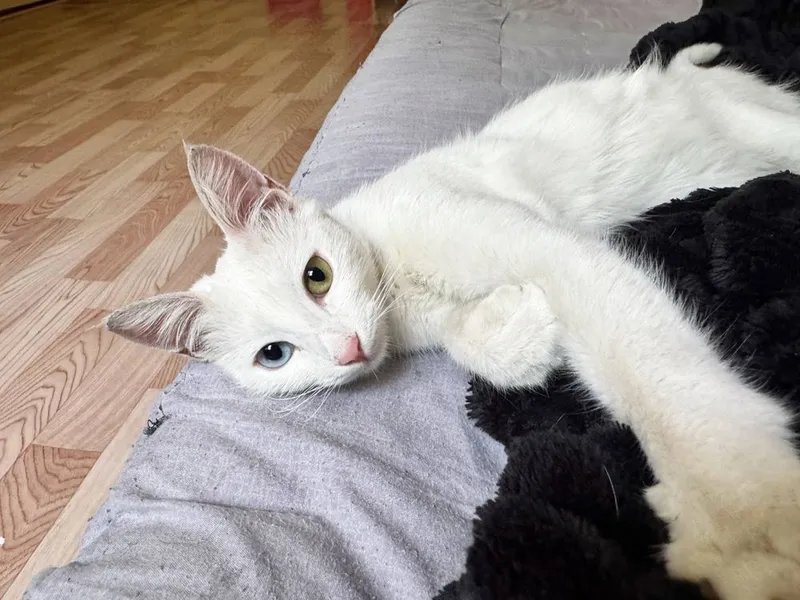 Белая кошка в хорошие руки! 3 Белая кошка в хорошие руки! 3