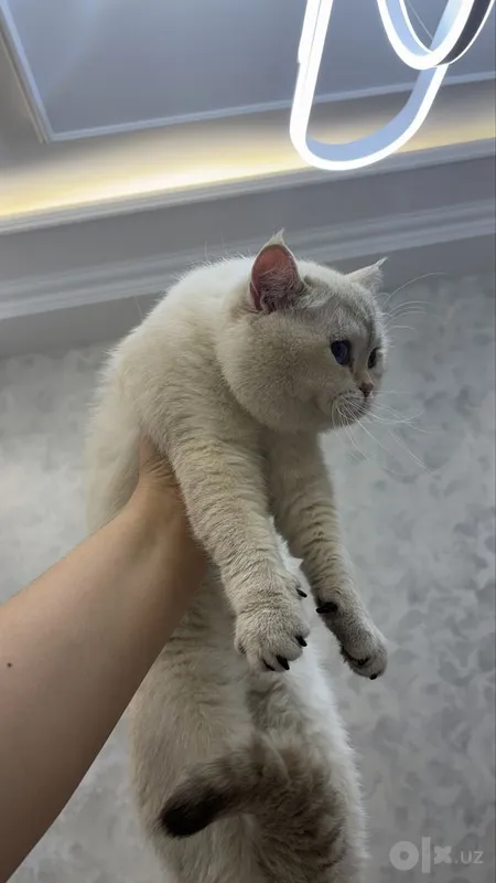 Вязка кошки vyazka mushuk 2 Вязка кошки vyazka mushuk 2
