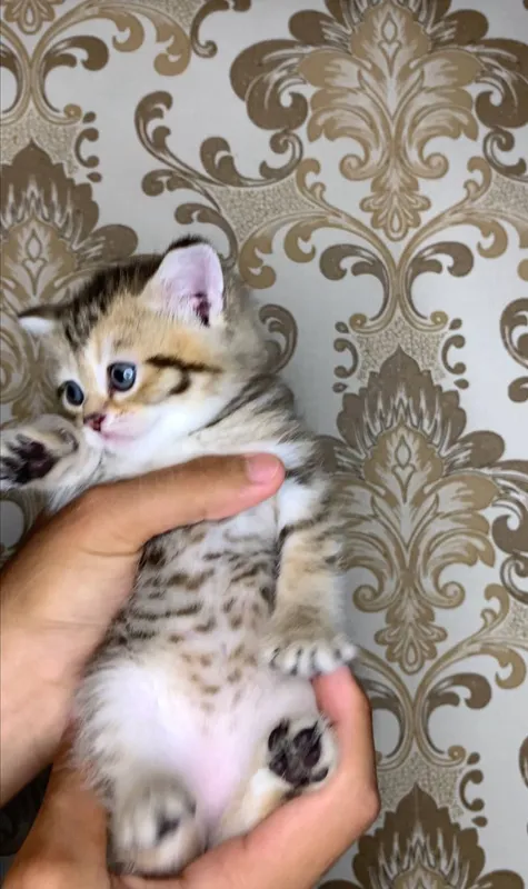 Продаются милые шотландские котята