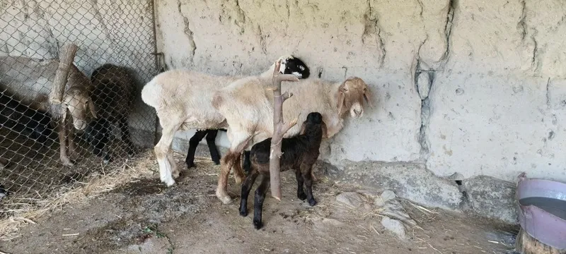 ona bola qoʻy sotiladi