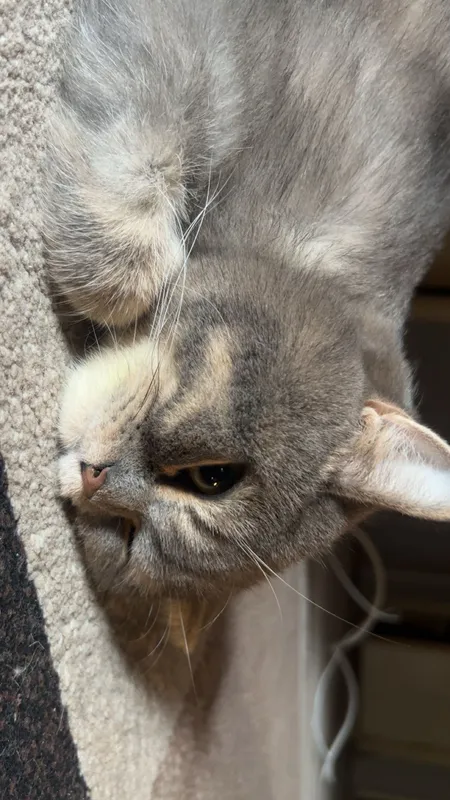 Кот - Ляля, 3 года — фото 2