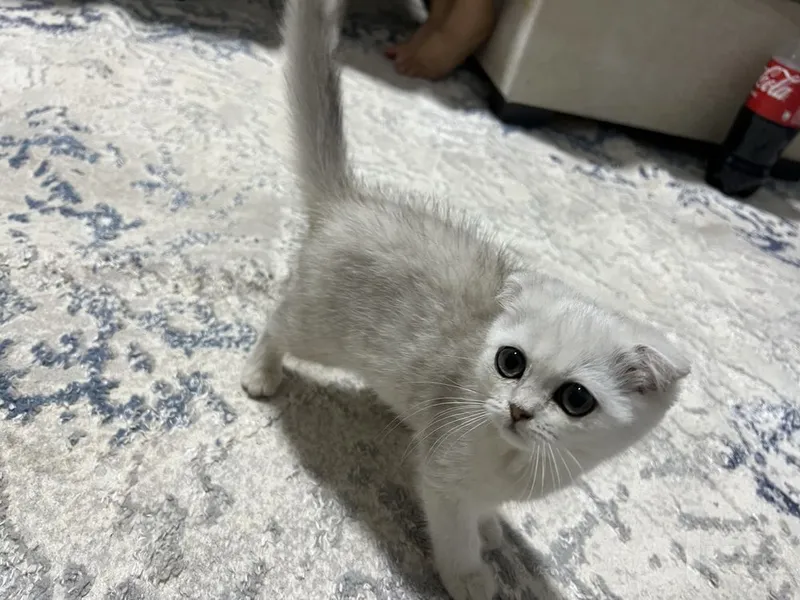 «Kumush shinchilla» rangli Scottish Fold zotli shotland bukikquloq mushukcha 4 «Kumush shinchilla» rangli Scottish Fold zotli shotland bukikquloq mushukcha 4
