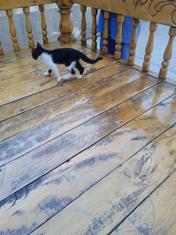 Отдам даром котенка. 1 Отдам даром котенка. 1