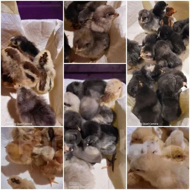 Zakazga jo'jalar bor va parranda turlaridan topib beramiz faqat zakazg