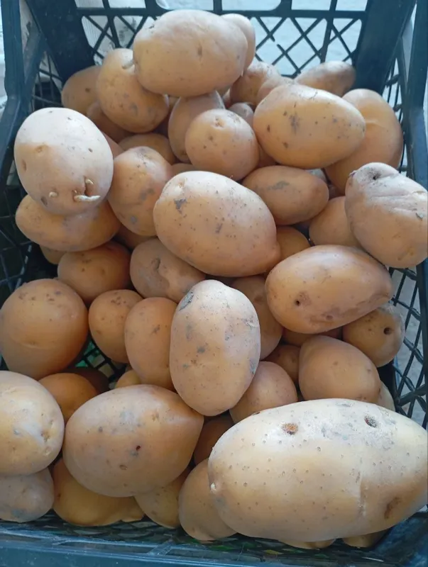 kartoshkalar sotiladi. 1 kartoshkalar sotiladi. 1