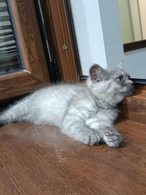 Кошка скотч фолд болалари — фото 2