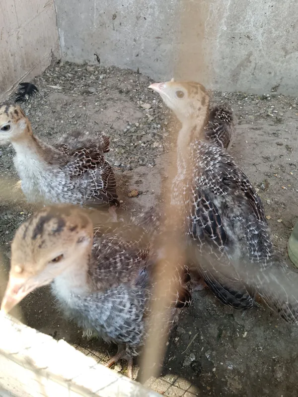 kurka joʻjalari sotiladi