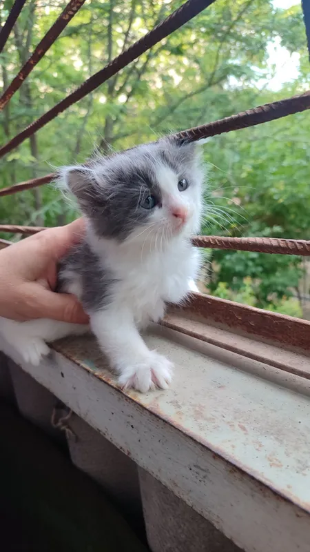 Котятки ребятки в добрый дом, в добрые ручки!!! — фото 2 Котятки ребятки в добрый дом, в добрые ручки!!! — фото 2