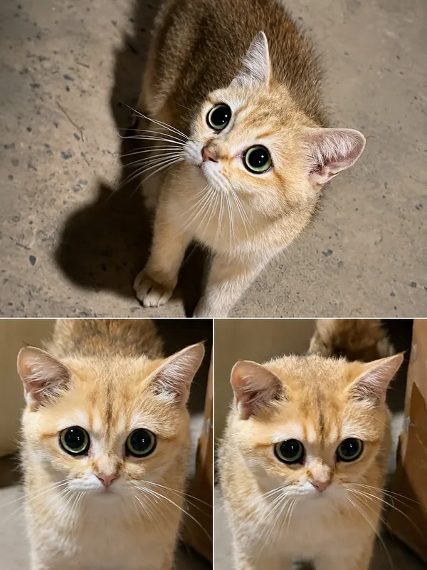 British Shorthair Golden Shaded
