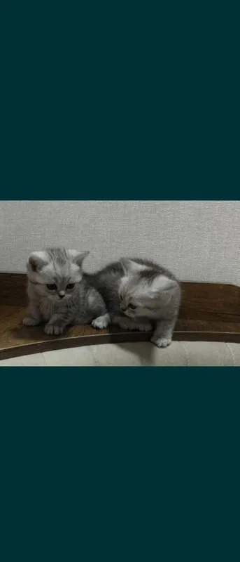 Срочно продаются котята