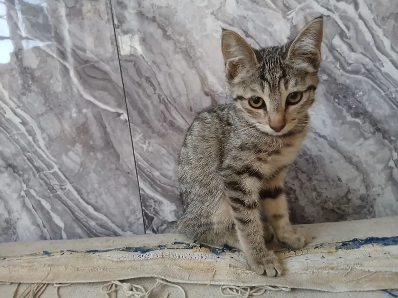 mushukcha bepul beriladi 3 mushukcha bepul beriladi 3