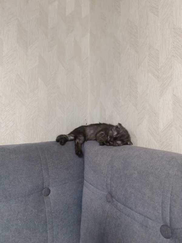 Котята 1 Котята 1