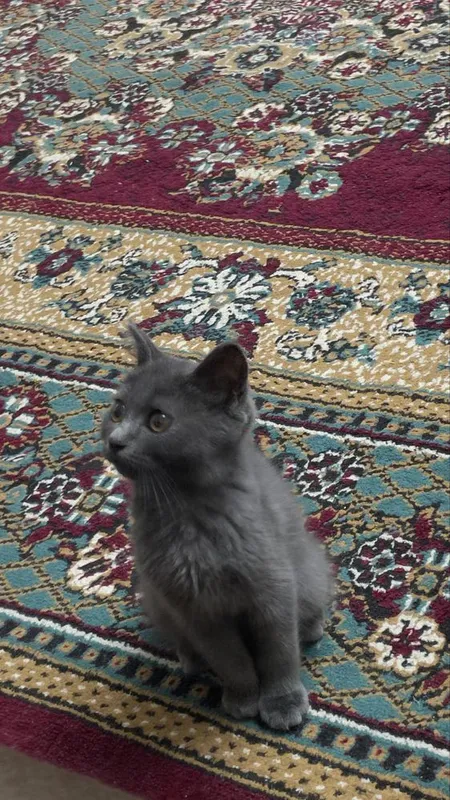 скотиш страйт огил бола 2 скотиш страйт огил бола 2