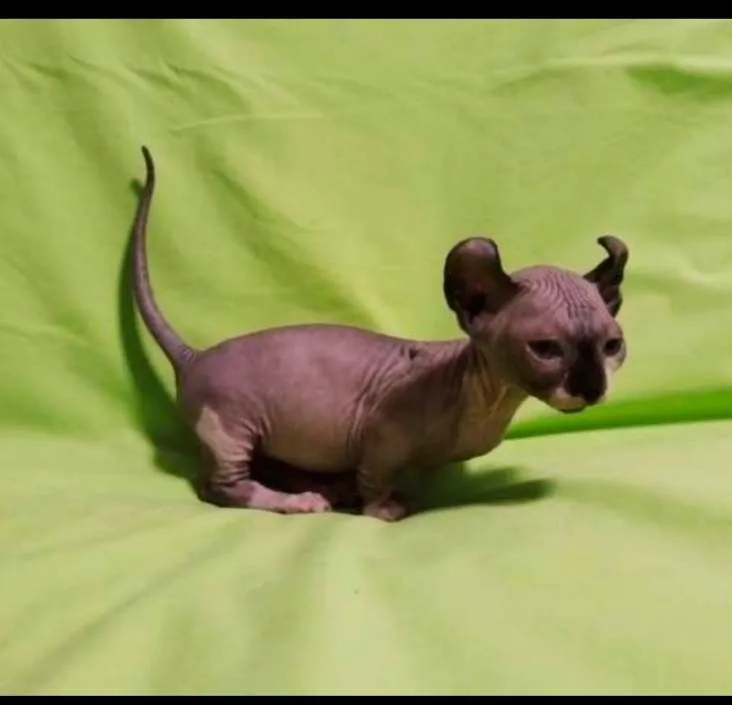 Sfinks 4