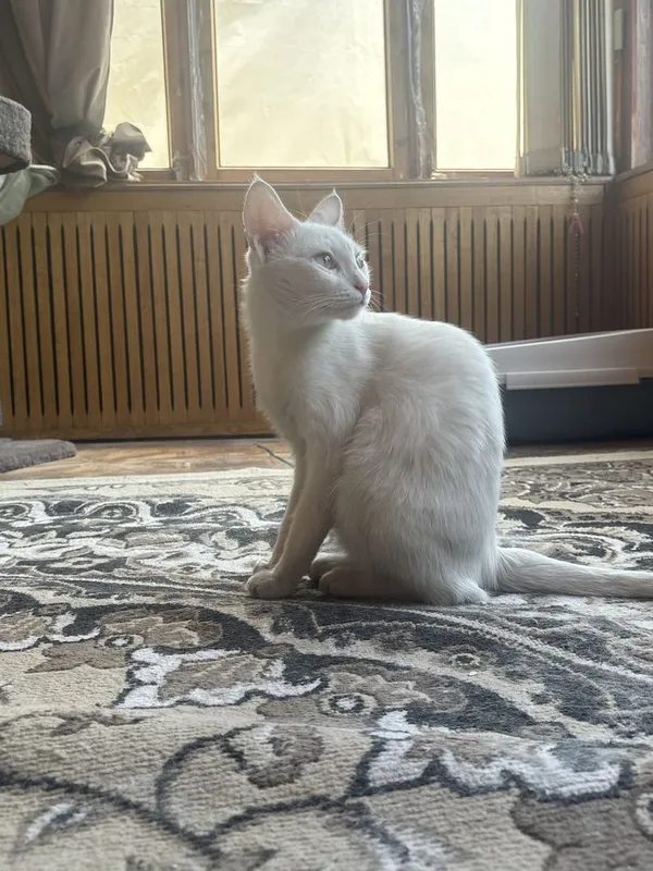 Смешная Кошечка ищет хороший дом. , стерилизована. Активная, спасеныш.