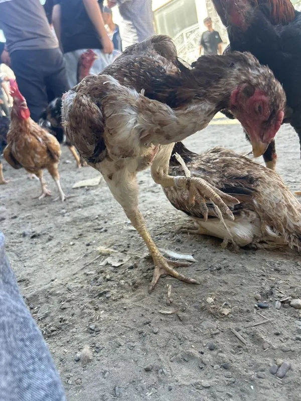 kulangi xoʻroz mokiyon куланги хуроз ва мокиён — фото 3