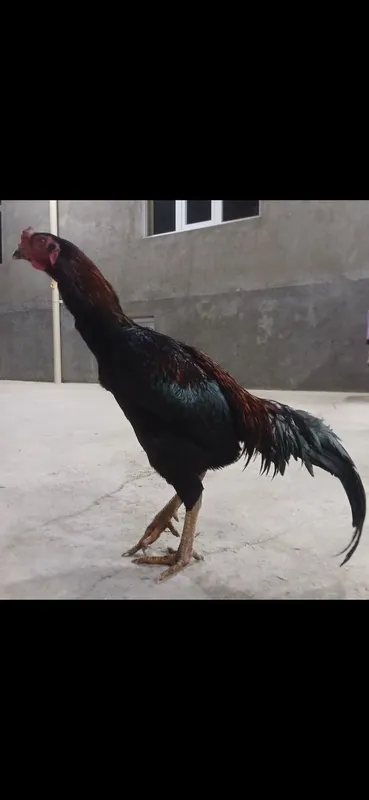 Kulangi: Dakan xoʻroz 1 Kulangi: Dakan xoʻroz 1
