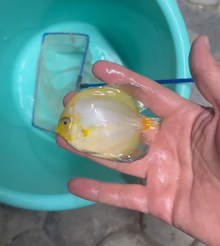 Дискус Diskus Дискус Albino goldon 3 Дискус Diskus Дискус Albino goldon 3