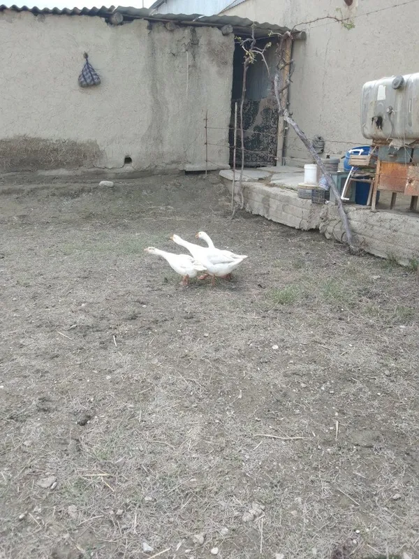 Ĝozlar sotiladi. 6 Ĝozlar sotiladi. 6
