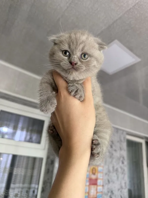 Чистокровные шотландские котята Чистокровные шотландские котята