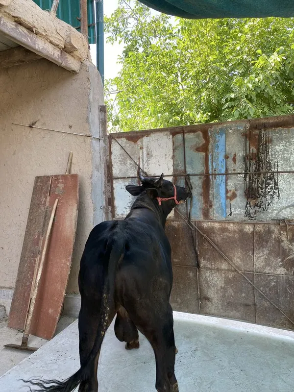 Buqa sotiladi 2 ta bor Buqa sotiladi 2 ta bor
