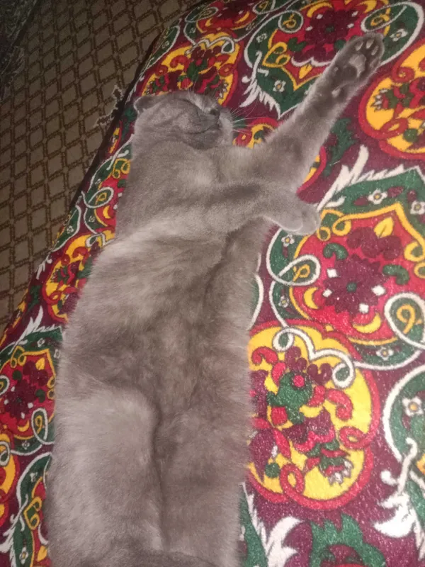 Шотландский скотиш фолд 4 Шотландский скотиш фолд 4