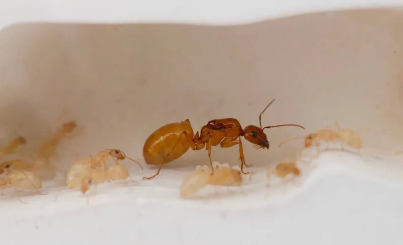 Camponotus fedtschenkoi Camponotus fedtschenkoi