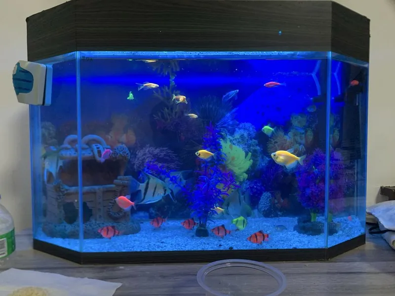 Akvarium 70L baliqlari bilan