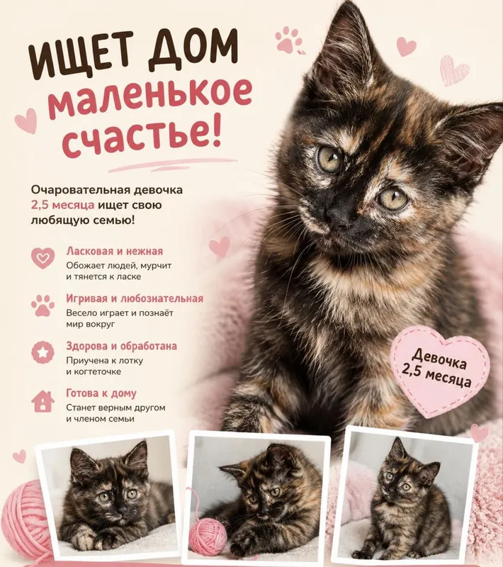 Черепаховая красавица, 2,5 месяца, ищет любящую семью