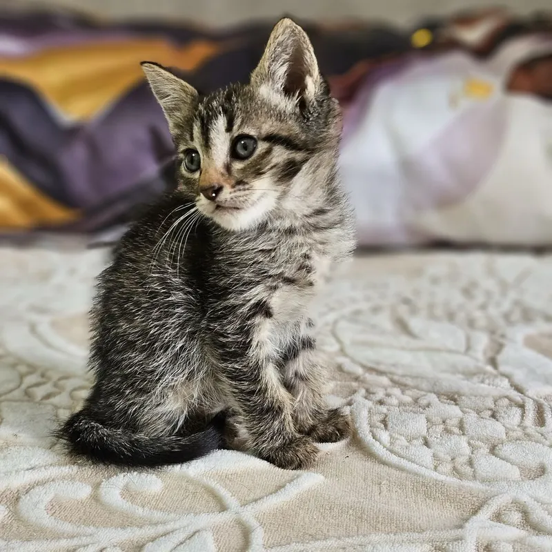 Котята в поисках дома , Ташкент !!! — фото 5