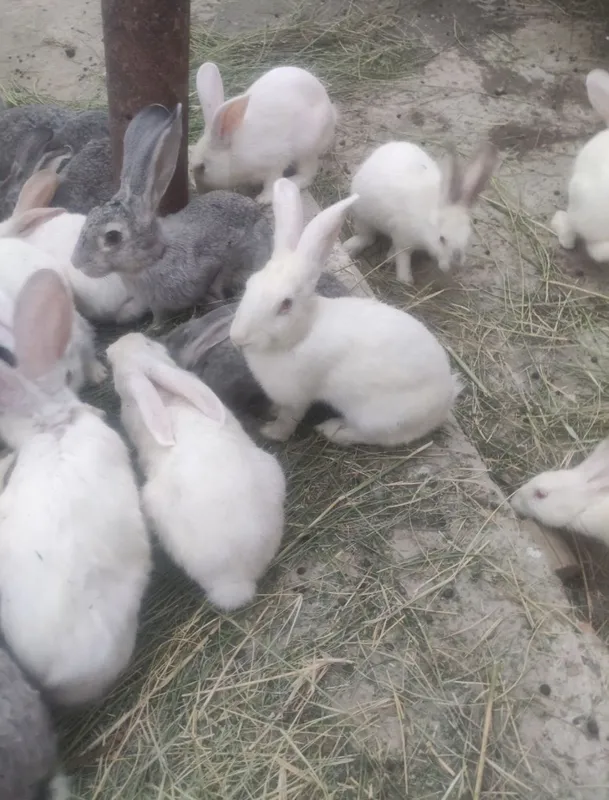 Quyon sotilatdi bolalari va kattasi 1 Quyon sotilatdi bolalari va kattasi 1