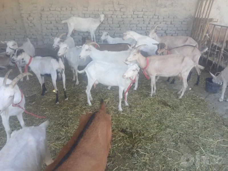 Zanin zotli echkilar sotiladi hammasi takkadan chiqgan 5 Zanin zotli echkilar sotiladi hammasi takkadan chiqgan 5