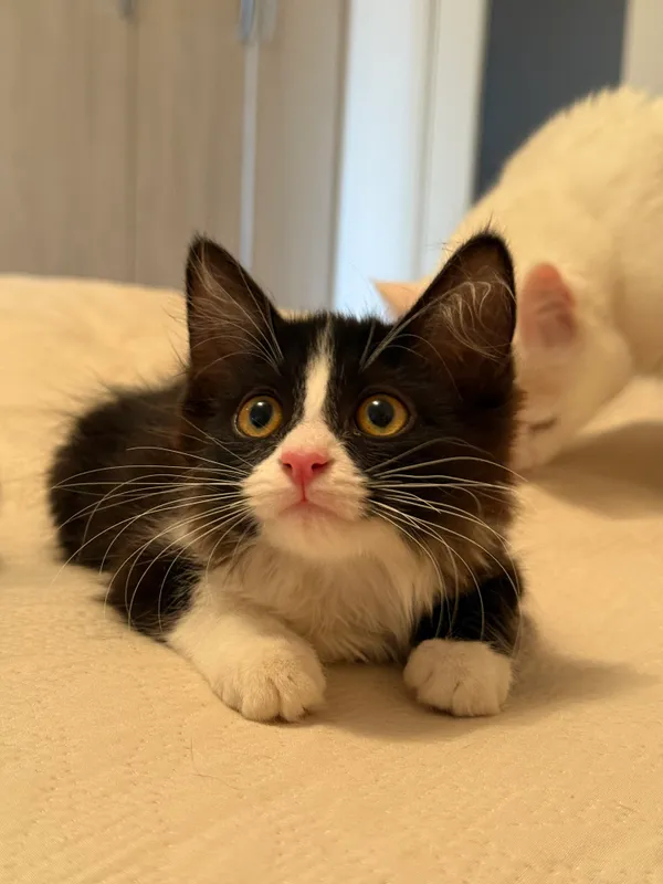 Котята в добрые руки! 4