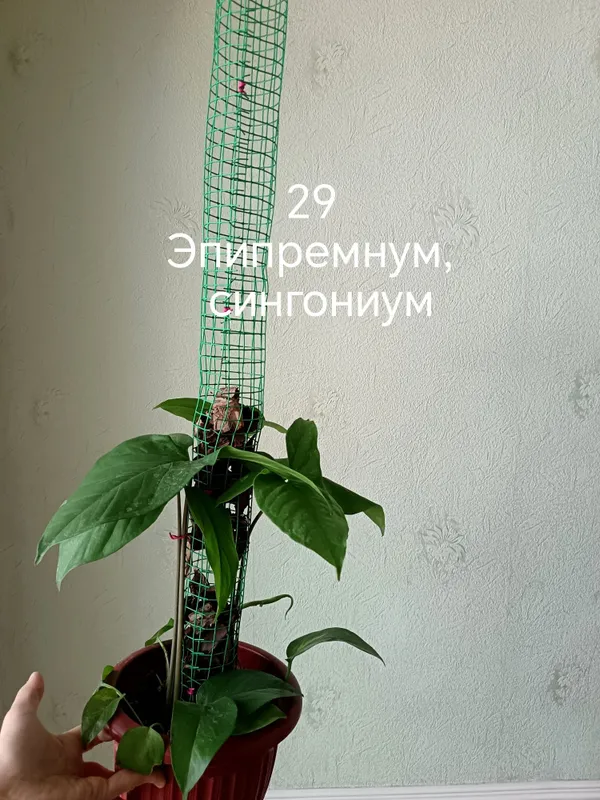 Бошка эьлонларимниям куринг — фото 6