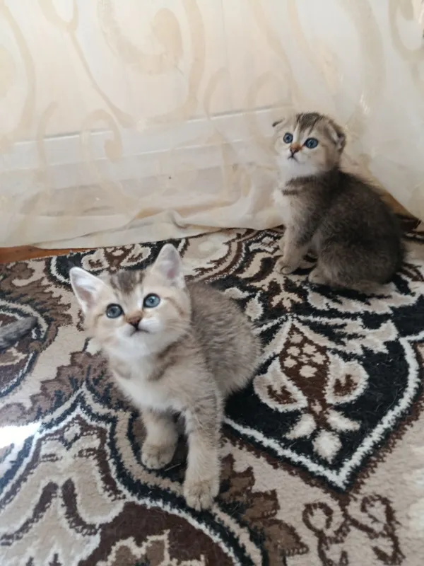 Самые милые котята Золотистые шиншиллы готовы к продаже