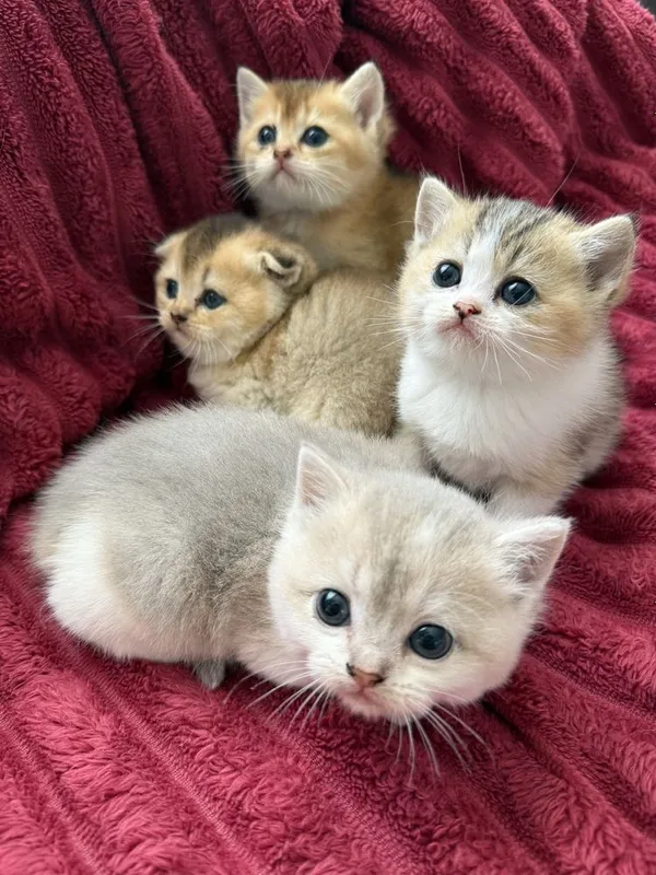 Шотландские котята — фото 4