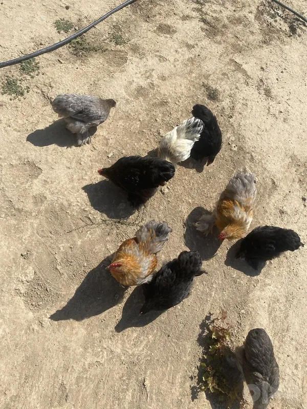Choynak tovuq horozlar 5 Choynak tovuq horozlar 5